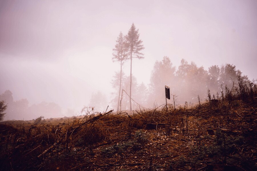 Podzimní les v mlze. Zdroj: https://www.pexels.com/cs-cz/foto/krajina-stromy-silueta-mlha-5626891/