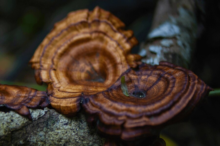 Houba reishi v přírodě. Zdroj: https://www.pexels.com/cs-cz/foto/detailni-zaber-na-houby-reishi-na-stromove-kure-29215990/